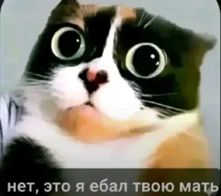 Video sticker 🤩 Больше стиков тут: @stikery4