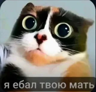 Video sticker 🤩 Больше стиков тут: @stikery4