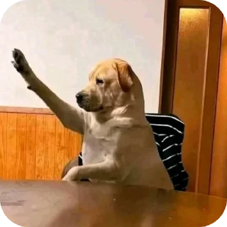 Video sticker 🐶 Desaez