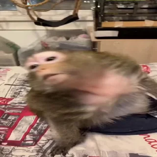 Video sticker ⁉️ Больше стиков тут: @stikery4