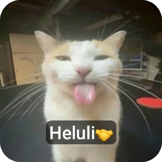 Video sticker 🐱 Hokage6