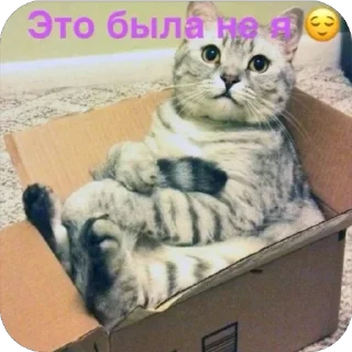 Video sticker 🫥 Сд хач