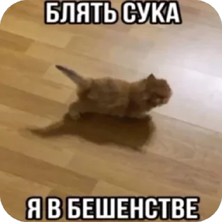 Video sticker 😡 Сд хач