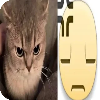Video sticker 🐱 hell9