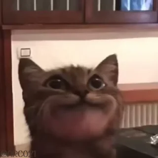 Video sticker 😌 Больше стиков тут: @stikery4