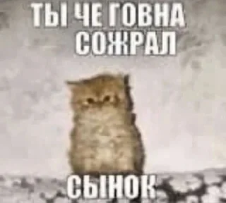 Telegram sticker 🌟 Мяумяу :: @fStikBot