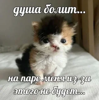 Telegram sticker 🌟 Мяумяу :: @fStikBot