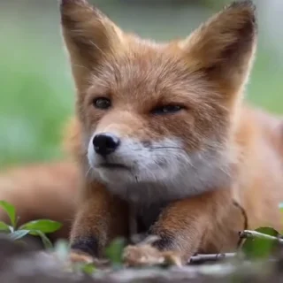 Video sticker 🦊 Fox @stickerowo