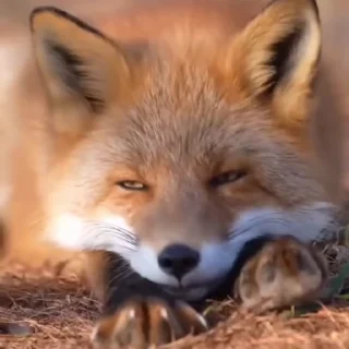 Video sticker 🦊 Fox @stickerowo