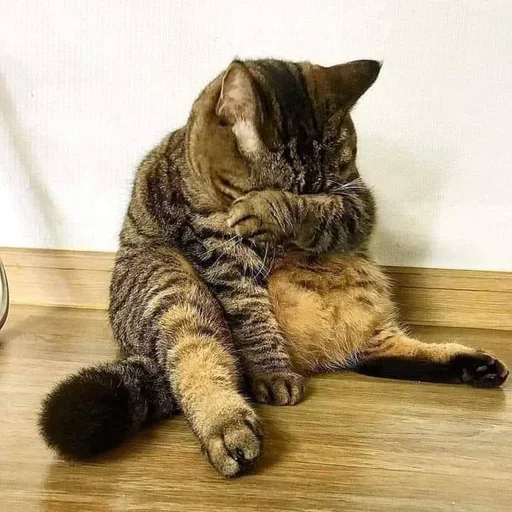 Telegram sticker 😿 အူရှီဟာ_မောင်သူရ