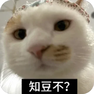 Telegram sticker 🫣 这个世界不能没有小茂密