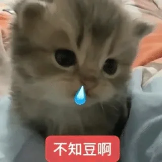 Telegram sticker 🌟 这个世界不能没有小茂密