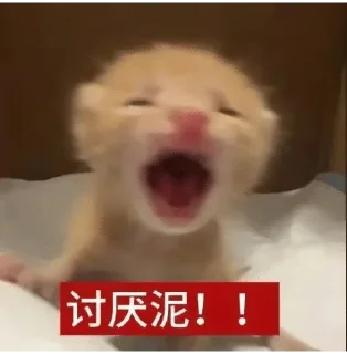 Telegram sticker 🌟 这个世界不能没有小茂密