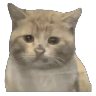 Video sticker 🥹 这个世界不能没有小茂密
