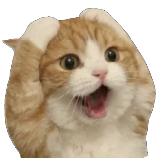 Video sticker 🤩 这个世界不能没有小茂密