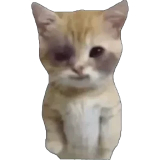 Video sticker 🙂‍↔️ 这个世界不能没有小茂密