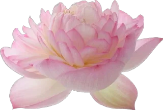 Telegram sticker 💕 @anastasiaistratova