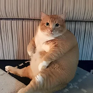 Video sticker 👻 고양이펀치 @DCConSticker