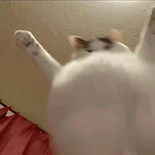 Video sticker 👻 고양이펀치 @DCConSticker