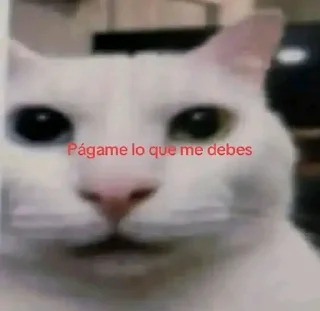 Telegram sticker 🤑 Julio César