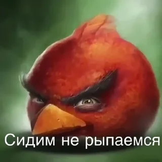 Sticker 🌟 Птички сидим не рыпаемся :: @fStikBot