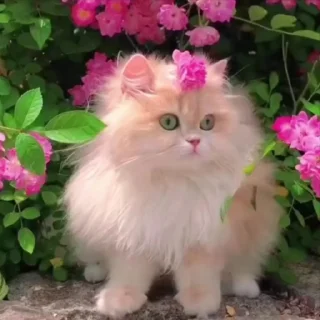 Video sticker 🌸 Kitten mitten @labyrinth_breaths