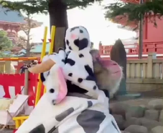 Video sticker 🐮 рикки от киенени :: @fStikBot