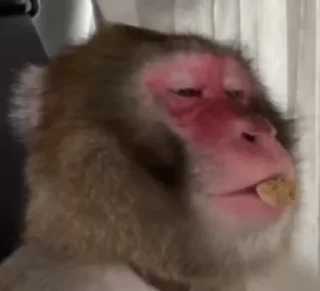 Video sticker 😴 рикки от киенени :: @fStikBot