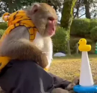 Video sticker 😡 рикки от киенени :: @fStikBot