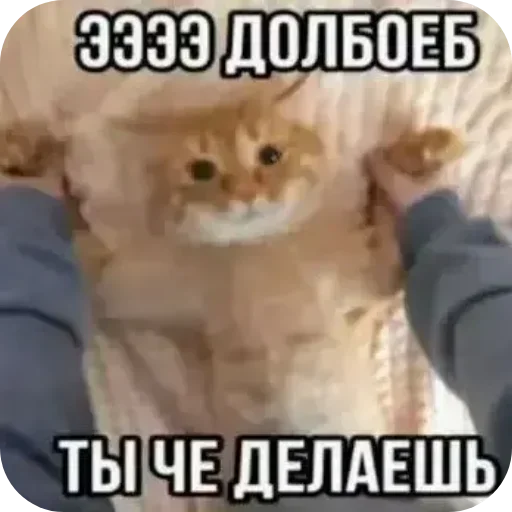 Телеграм стикер 🐱 Больше стиков тут: @stikery4
