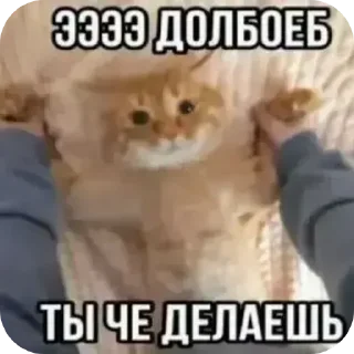 Video sticker 🐱 Больше стиков тут: @stikery4