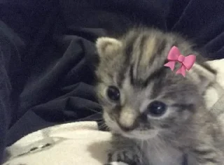 Телеграм стикер 😿 Karrar/@Karrar_rr