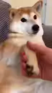 Телеграм стикер 🤝 Shiba Inu Vimdeos @LegendaryKeys