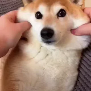 Телеграм стикер 😊 Shiba Inu Vimdeos @LegendaryKeys