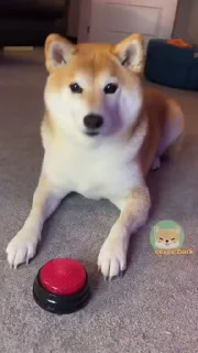 Телеграм стикер 🔴 Shiba Inu Vimdeos @LegendaryKeys