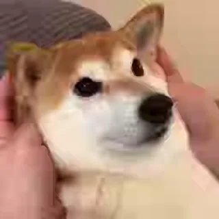 Телеграм стикер 😊 Shiba Inu Vimdeos @LegendaryKeys