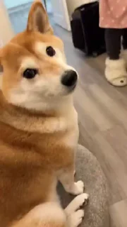 Телеграм стикер 😕 Shiba Inu Vimdeos @LegendaryKeys