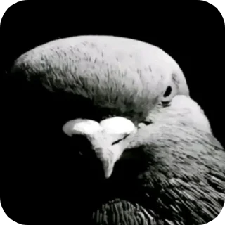 Video sticker 🐦 Набор тт фоток от уколотого