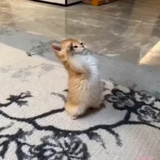 Video sticker 🫡 S