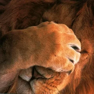 Телеграм стикер 🤦‍♂️ Beznadziejne naklejki Lecha