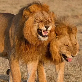 Телеграм стикер 😂 Beznadziejne naklejki Lecha