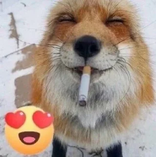 Video sticker 😍 GDKEOEKSKXHDJSKSKXSHSKCOEKSGSG :: @fStikBot