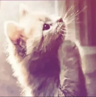 Video sticker 🙏 GDKEOEKSKXHDJSKSKXSHSKCOEKSGSG :: @fStikBot