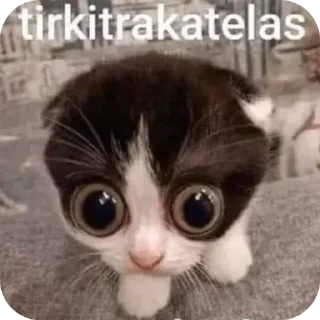 Telegram sticker 🐱 reactions