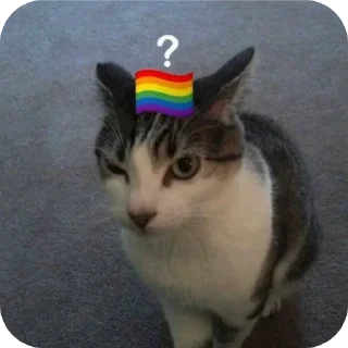 Telegram sticker 🐱 reactions