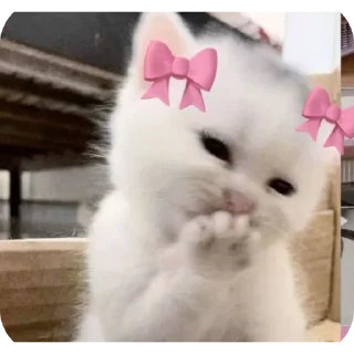 Телеграм стикер 🐱 Good luckهدا ᡣ𐭩˚