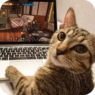 Video sticker 🐱 Good luckهدا ᡣ𐭩˚