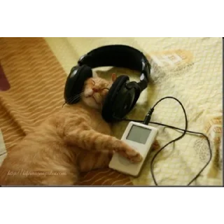 Телеграм стикер 🐱 Good luckهدا ᡣ𐭩˚