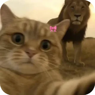 Телеграм стикер 🐱 Good luckهدا ᡣ𐭩˚