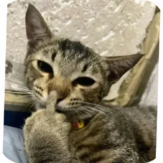Video sticker 🐱 Good luckهدا ᡣ𐭩˚